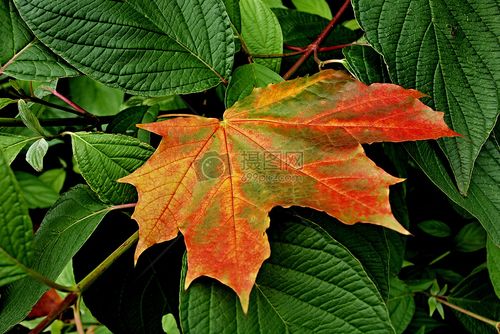 秋天的树叶摄影图片照片免费下载,正版图片编号1181482,搜索图片就来